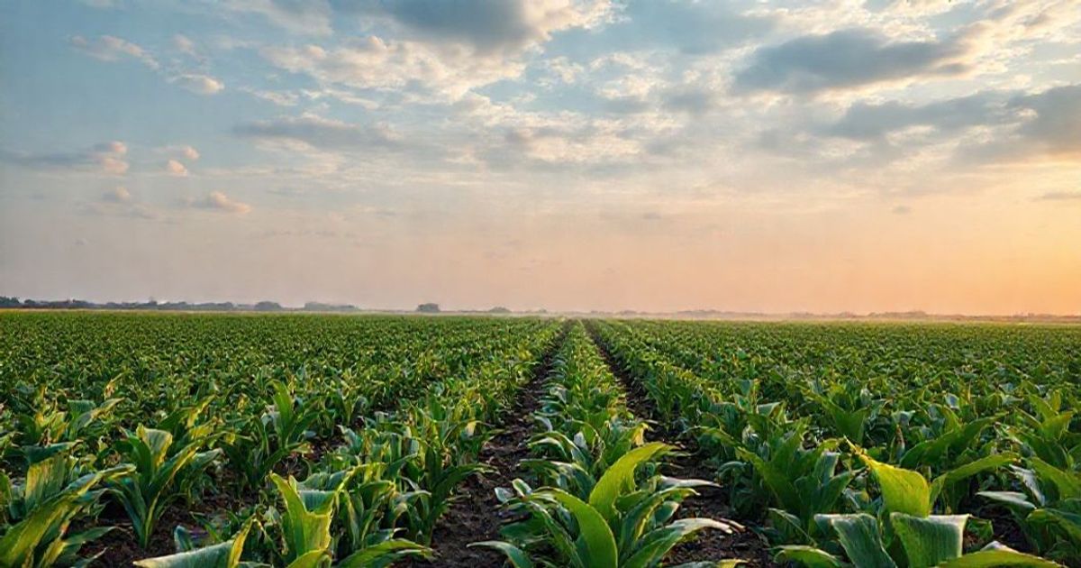 Corn Futures Extend Gains into Tuesday: Key Drivers & Trader Outlook 2024