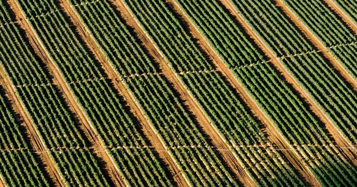 2 Popular Cryptos Could Plunge 50%+ in 2026: Analysis