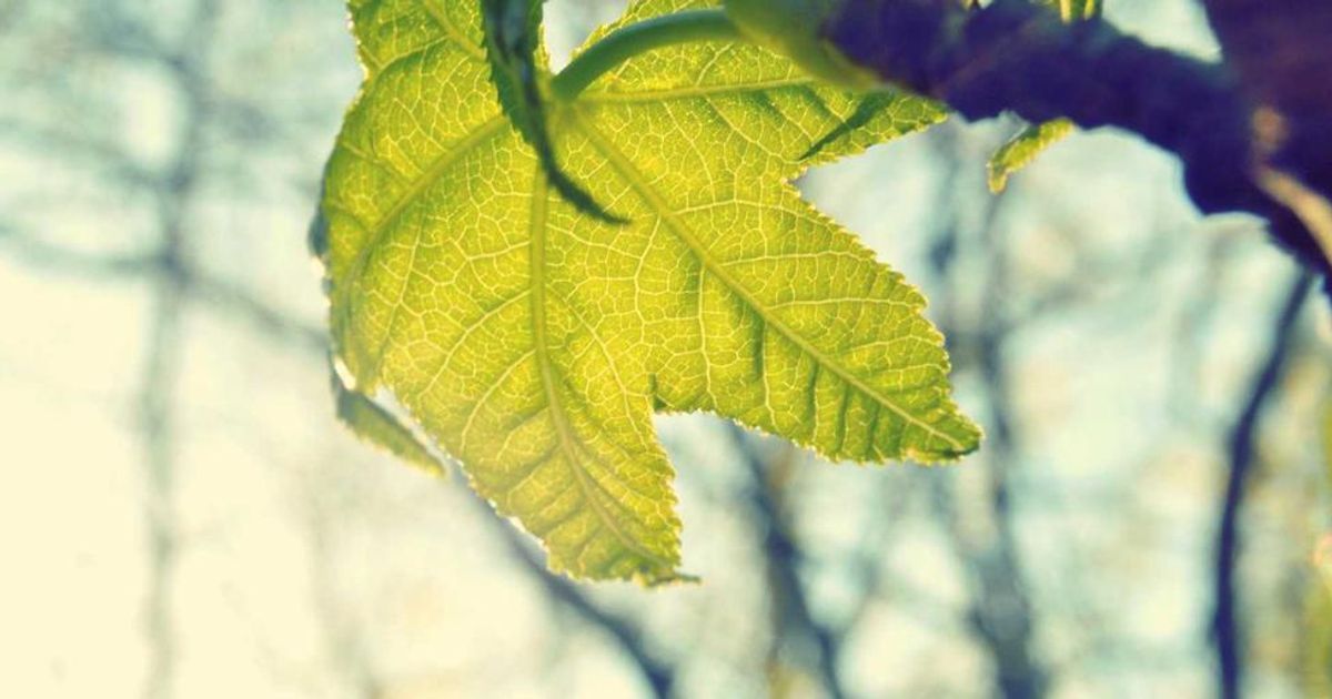 $10 Crypto Test Exposes Why This 2024 Bull Market Feels Broken