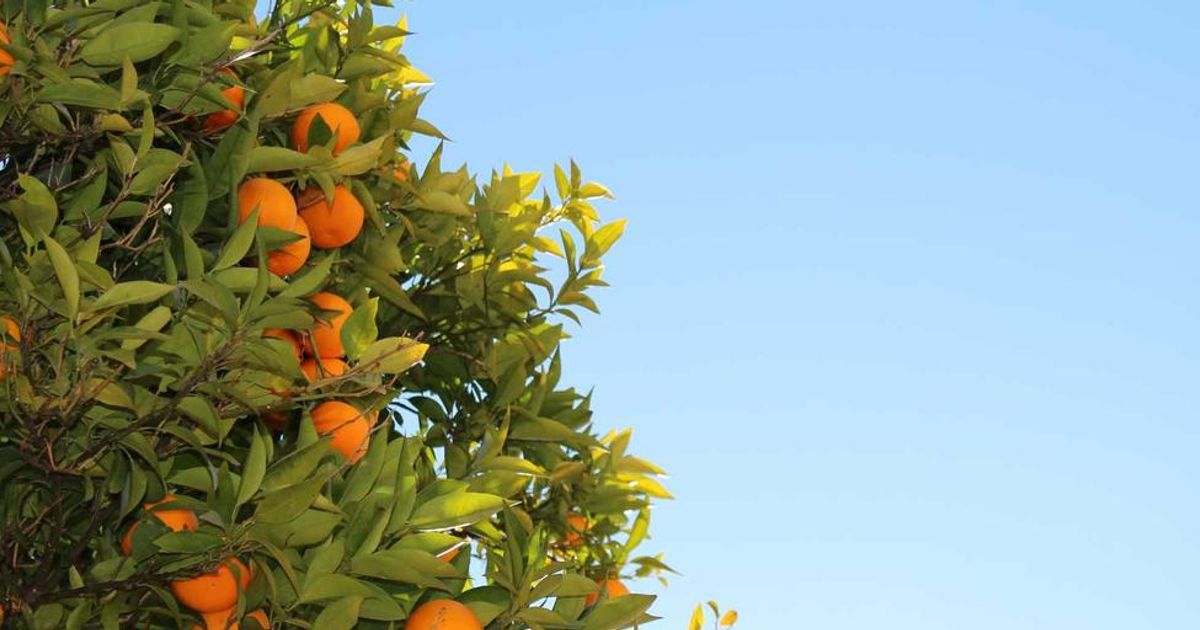 Crypto 2025 Review: Regulation, Adoption & Trader Insights