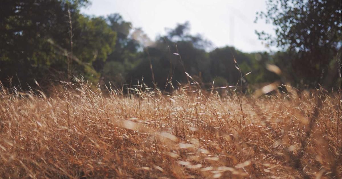 Bitcoin Hits Resistance, Canton (CC) Surges Again in 2024 Déjà Vu