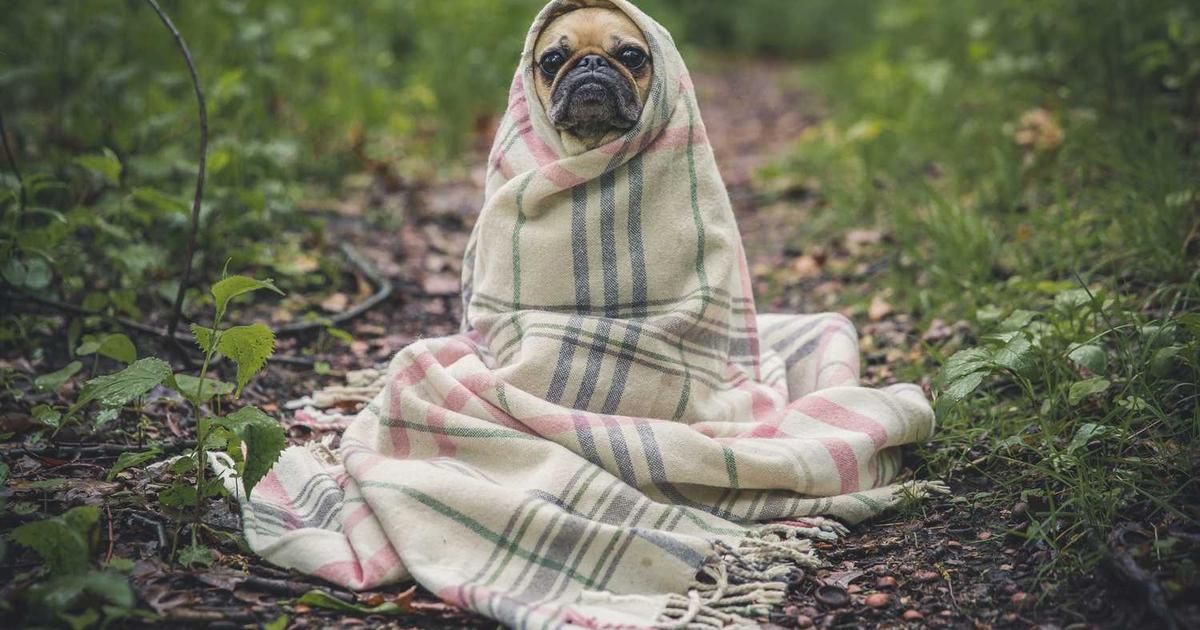 Uganda's Bitchat Surge: Trading in Internet Blackout Fears (2024)