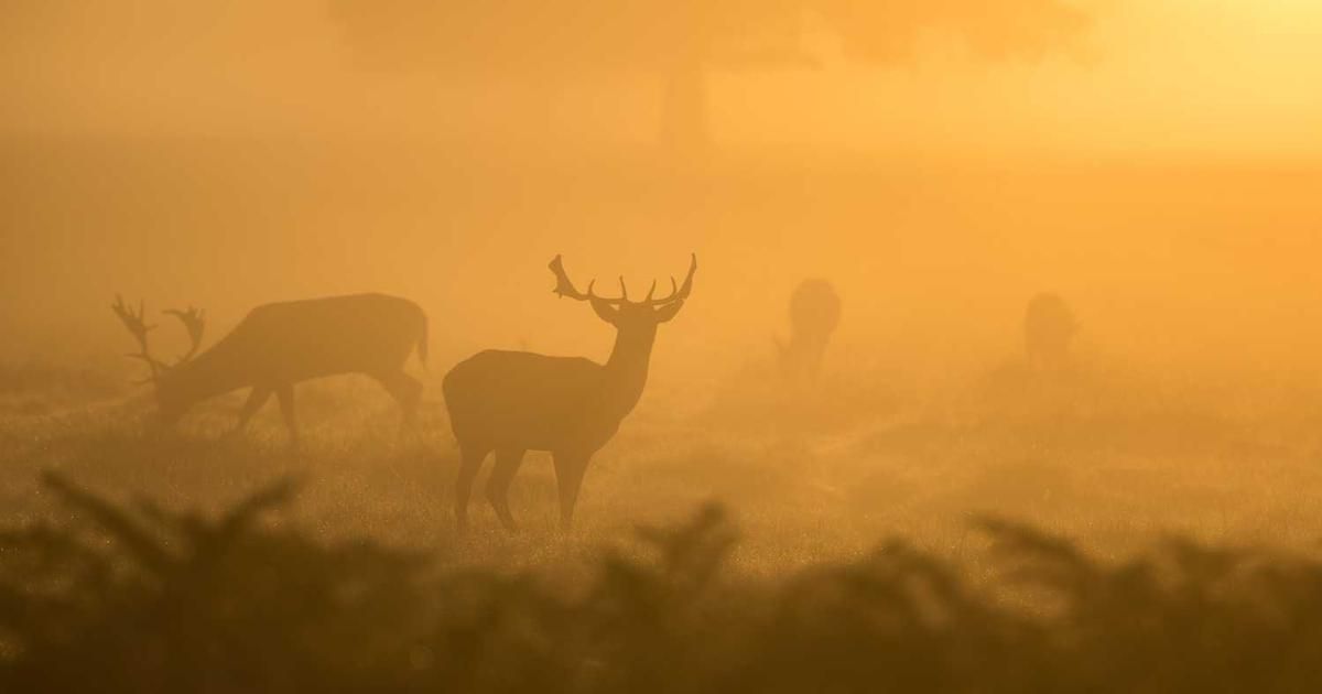 Trust Wallet Hack 2024: Verification Surge Amid False Claims