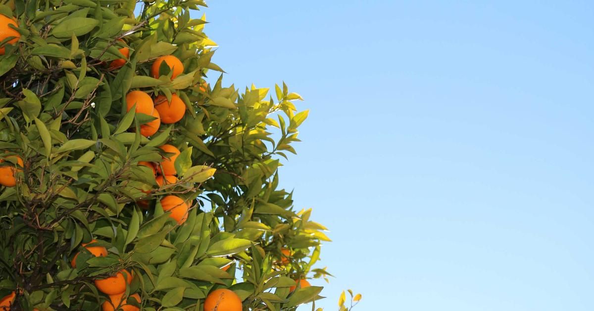 IBIT Options Frenzy Sparks Hedge Fund Blowup Theories Amid Bitcoin Rout