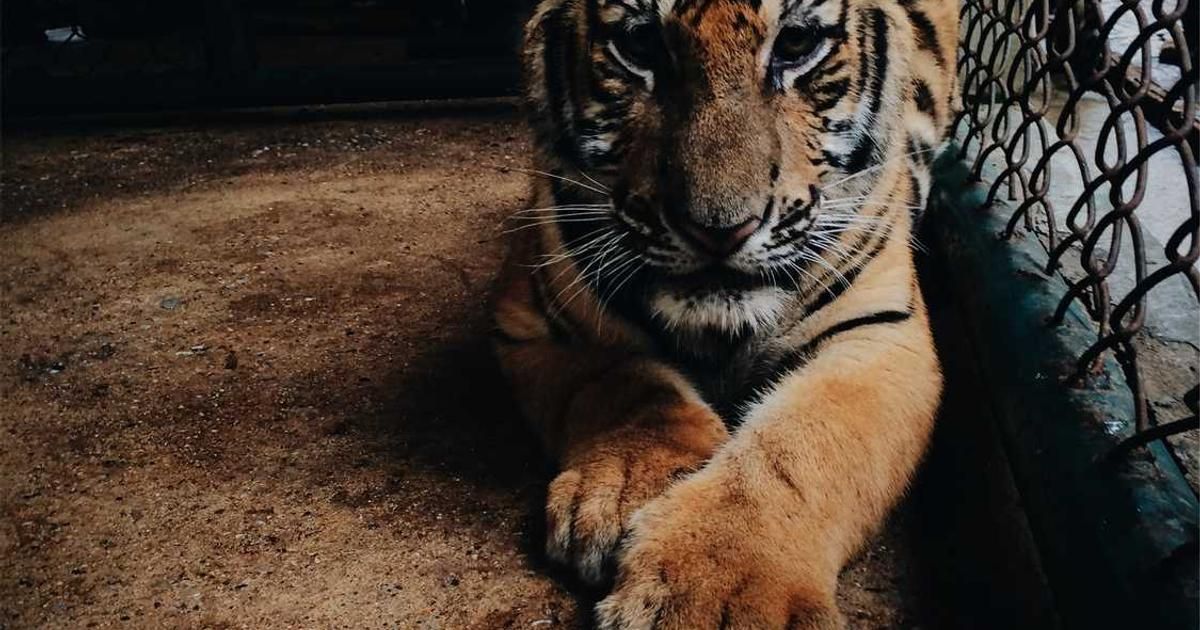 5 Essential Things to Know Before the Stock Market Opens