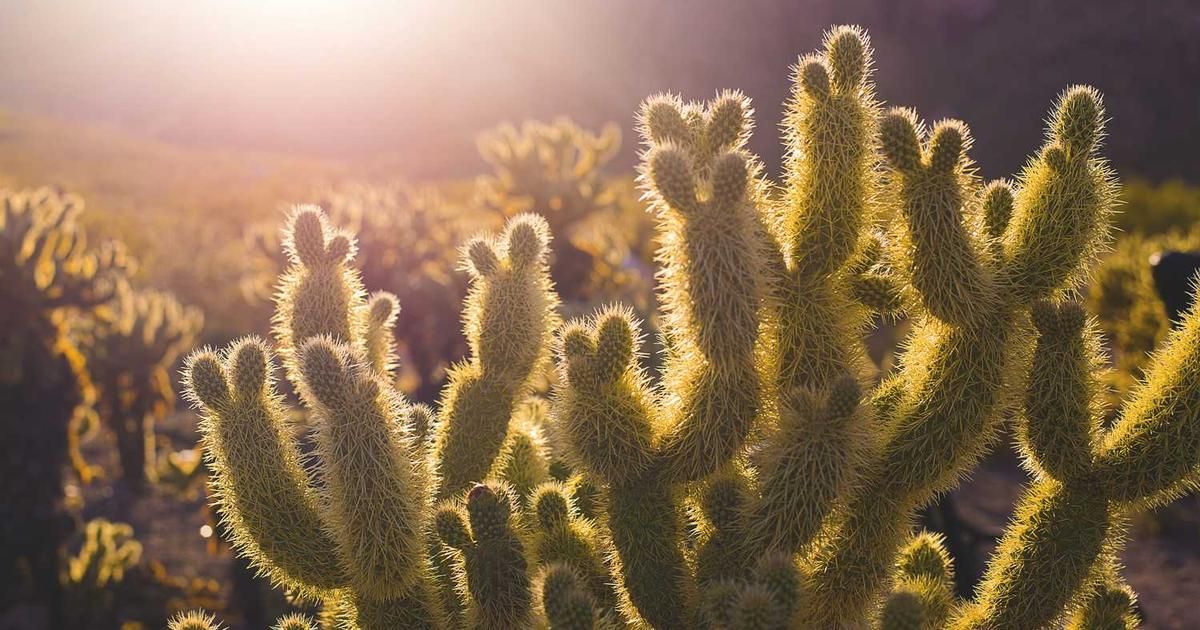 Repo Market Size Surpasses Estimates: 2024 Trader Impact