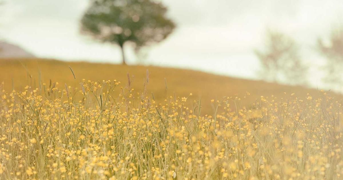 High Market Valuations: A Trader's Guide to Risk in 2024