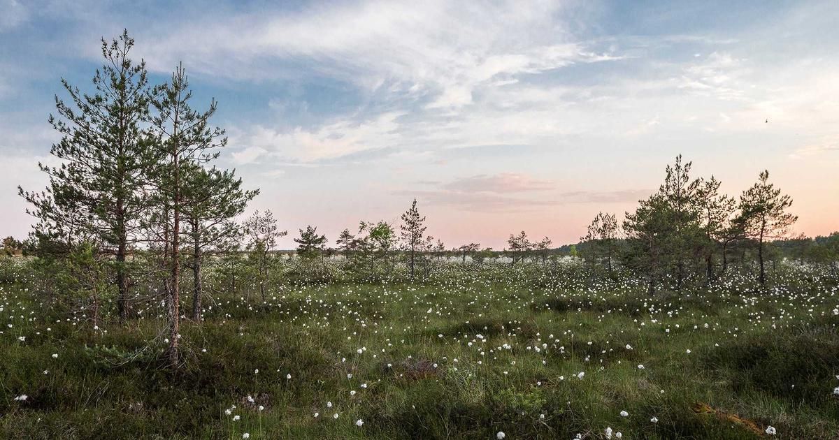 The $3 Trillion Club: Which Tech Giants Will Join Apple and Microsoft?