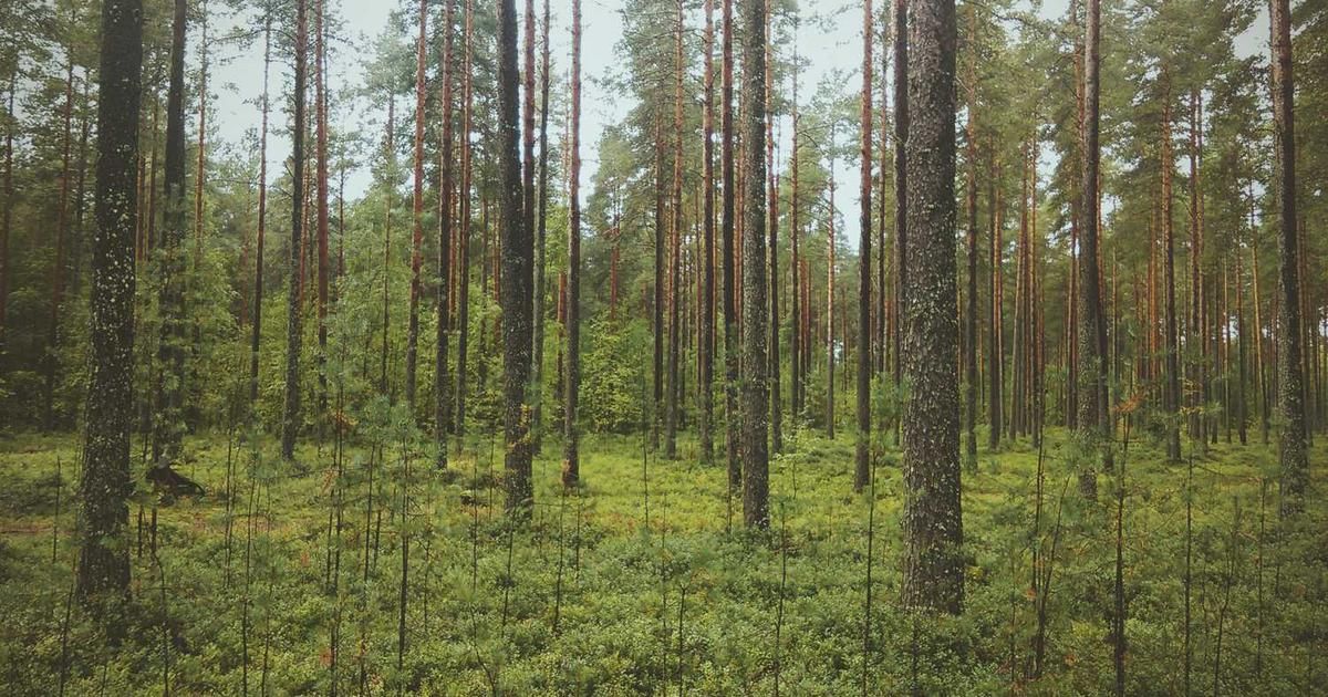 SaaS Stock Crash 2024: Fallen Darling - Time to Buy?