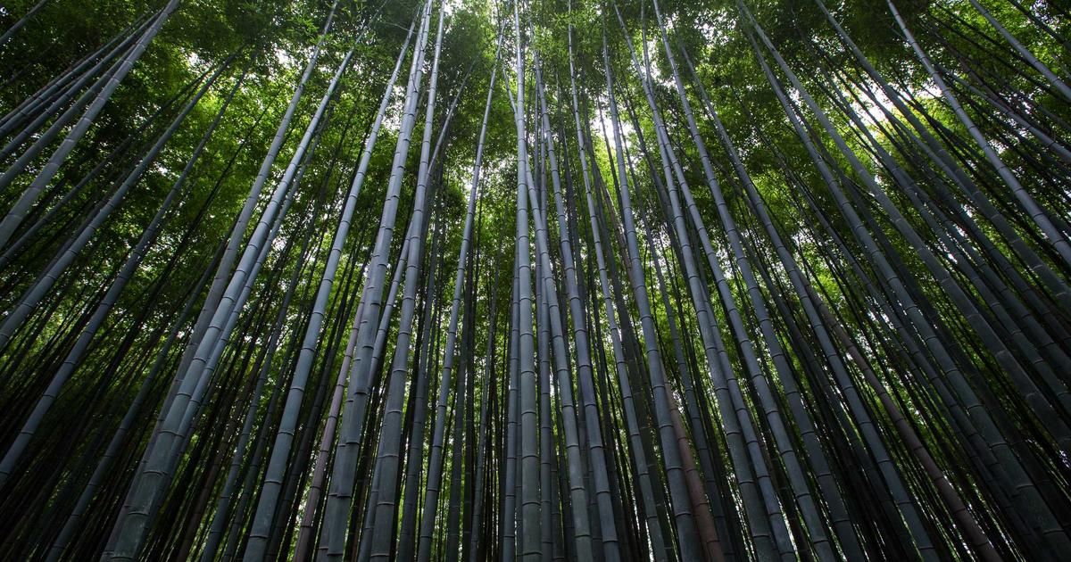 Bitcoin's $100K Target: Analyst Sees Buyer Momentum Driving Next Rally