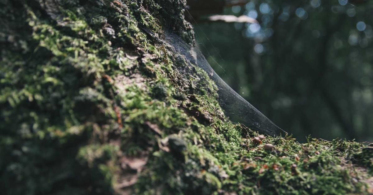 Is It Time To Revisit Copart (CPRT) After Its 28% Share Price Decline?