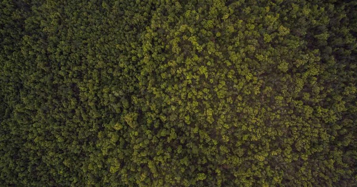 Dogecoin & Shiba Inu Price Action Muted Amid 2024 Holiday Liquidity