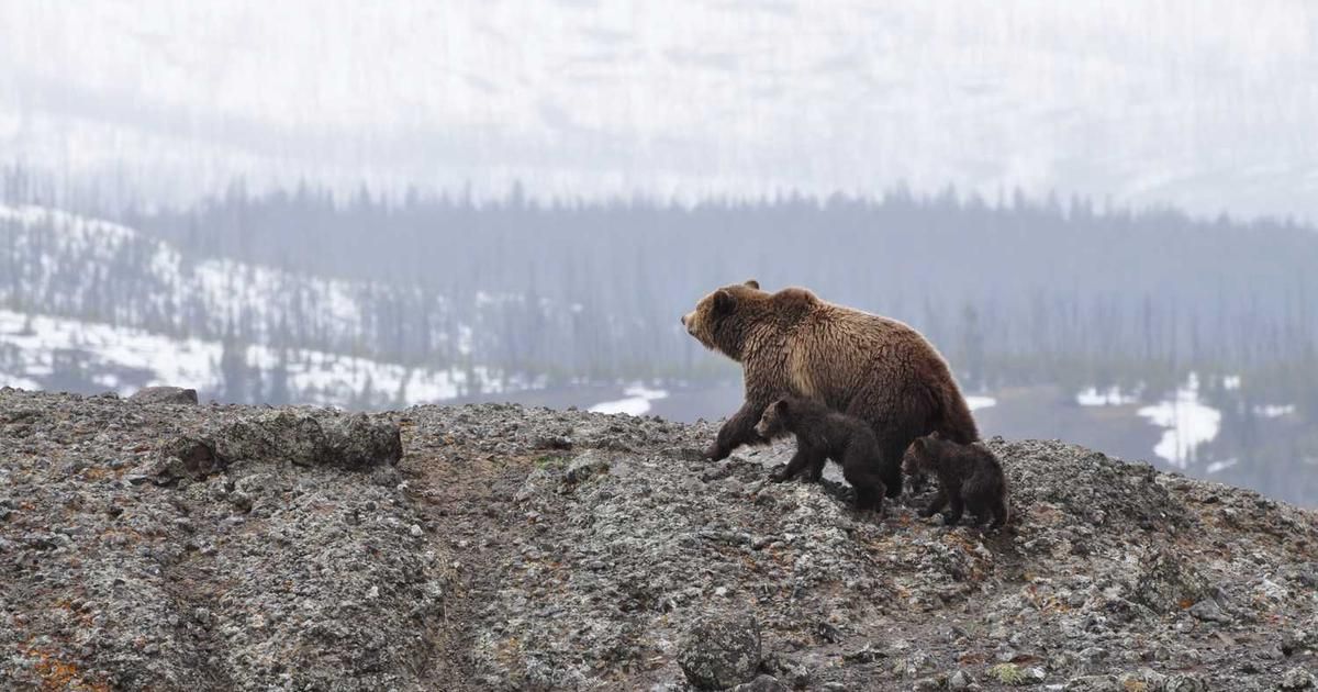 Credit Card Rates Hit 23-Year High: What It Means for Your Wallet