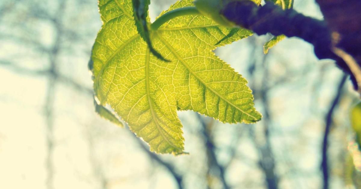 Bright Horizons Plunges to 52-Week Low: Is the Childcare Giant in Trouble?