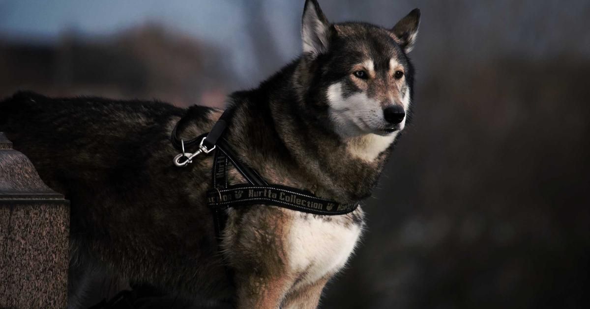 Border Patrol Ruling Sparks Privacy vs. Security Debate, Impacts Defense Tech