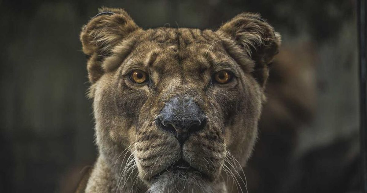 5 Essential Pre-Market Prep Steps Every Trader Needs in 2024