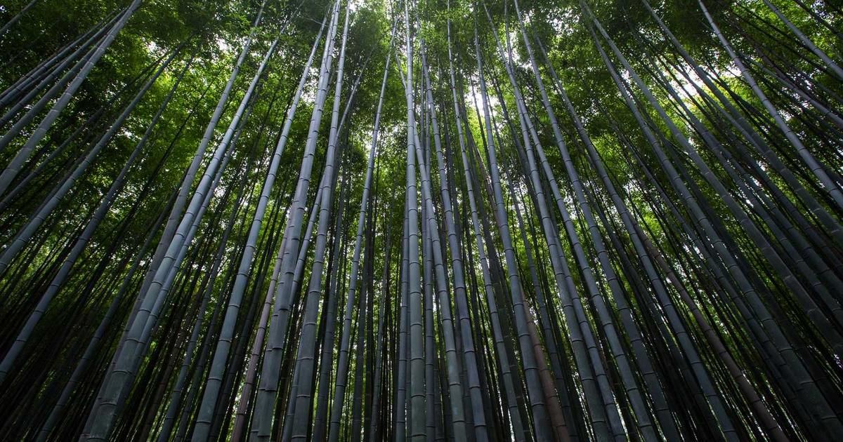 Inland Real Estate Income Trust 8-K Filing: December 2024 Analysis