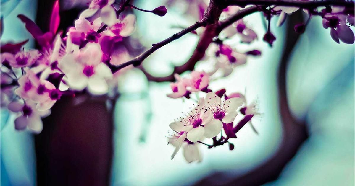 Nvidia's China Chip Dilemma: A $7 Billion Market at Risk as Local Rivals Advance