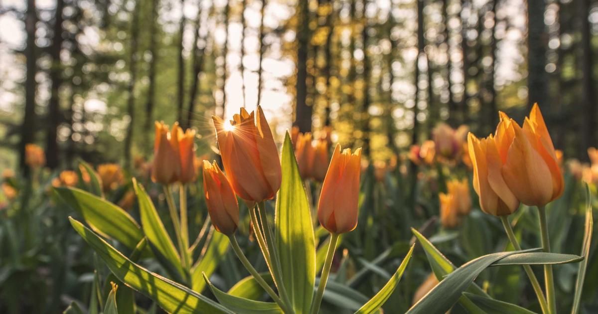 NAPCO Security Soars 18% After Q2 Beat, But Is the Rally Sustainable?