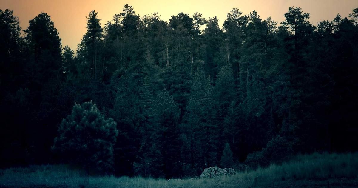 Wall Street Hits Records Despite Trump-Fed Feud: Trader Analysis 2024