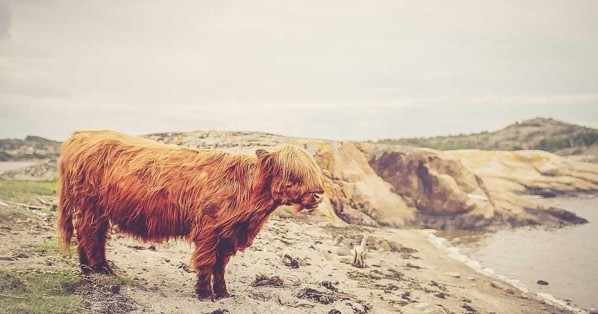 Dogecoin's $1 Target: Is a 2026 Breakout Realistic?