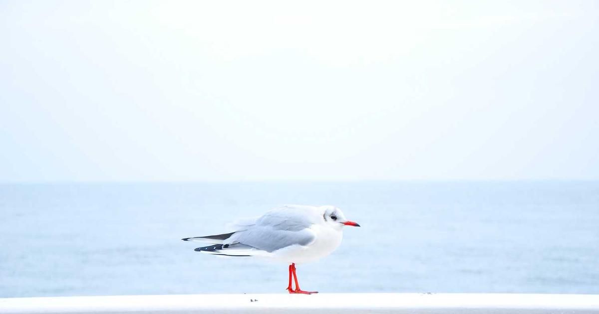 Sensex Erases 700-Point Loss on India-US Trade Buzz: Trader Analysis 2024