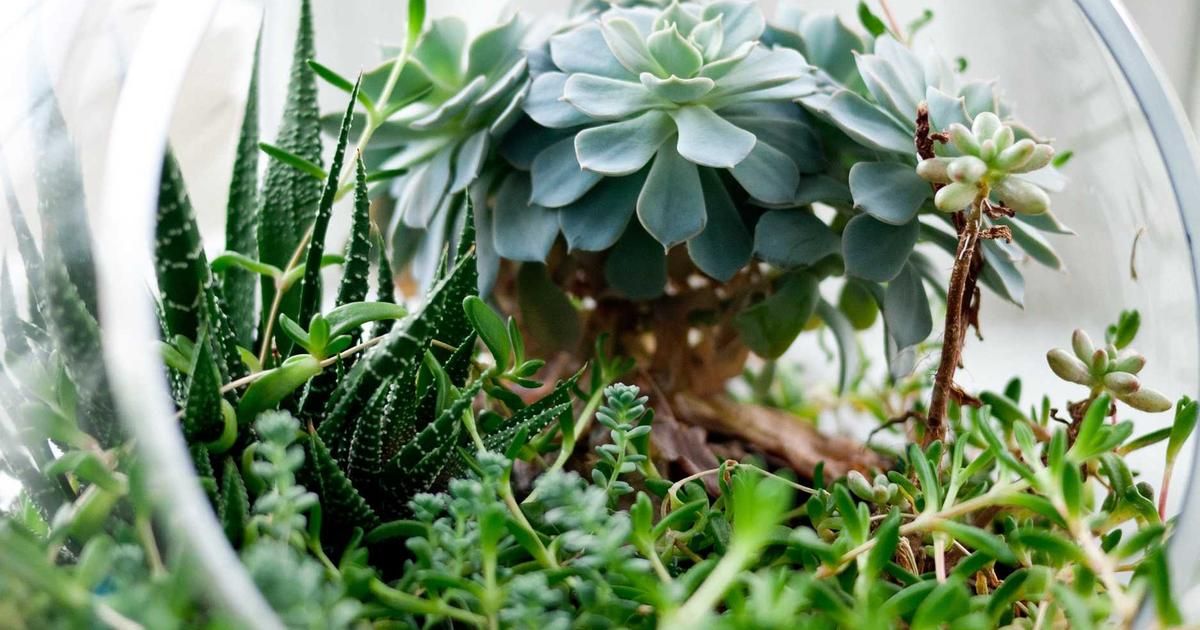 Why Seth Klarman's Baupost Is Betting Big on Restaurant Brands (QSR)