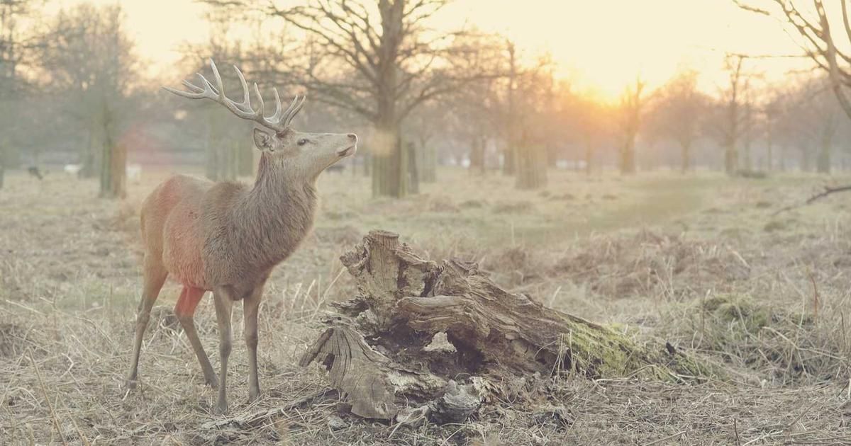 Bitcoin Below $101K Miner Cost Signals Short-Term Rally, Says Analyst