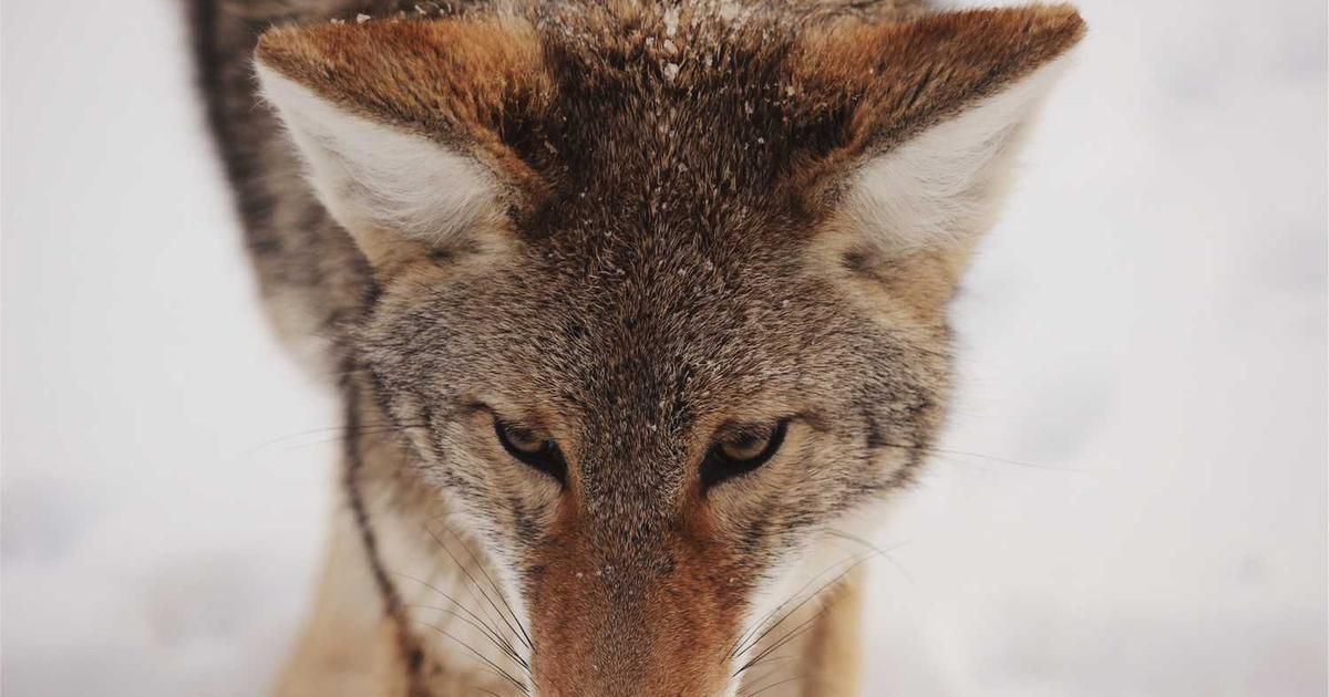 Artisan Dumps Dollar General: A Sustainability Warning for 2024