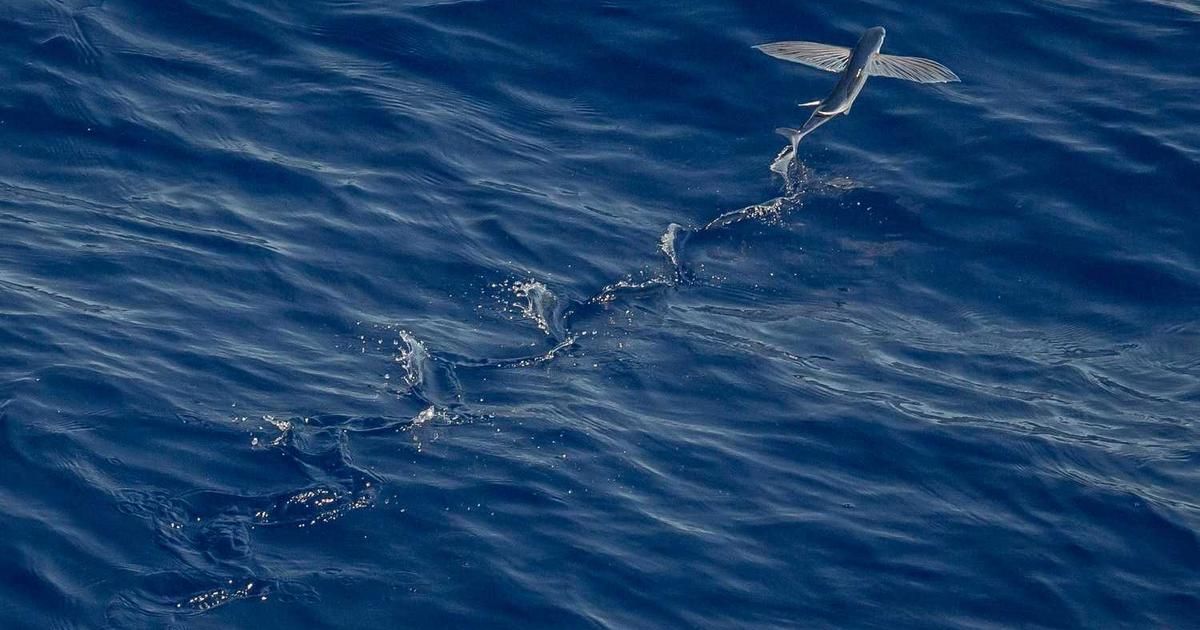 Why HPE Under $50 is a Top AI Stock to Watch in 2024