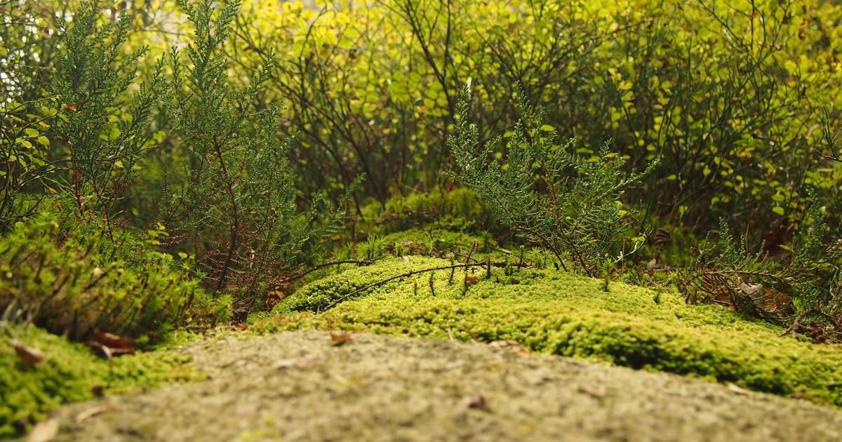 vTv Therapeutics Expands PDE4 Inhibitor Deal with Newsoara to Global Rights