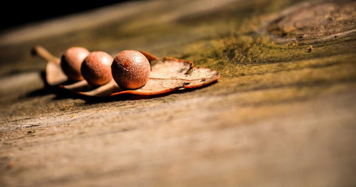 Soybean Futures Surge: Key Drivers and What's Next for the Market