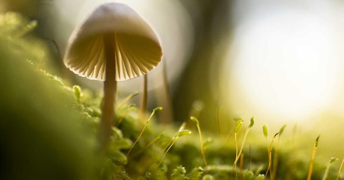 Bitcoin Dip Mirrors 2020 Metals Surge, Analyst Predicts 2026 Rally