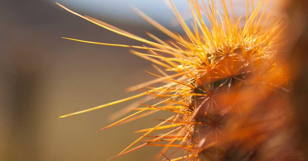 Fed's Paulson: Rate Cut Delay Signals Prolonged Tightening in 2024