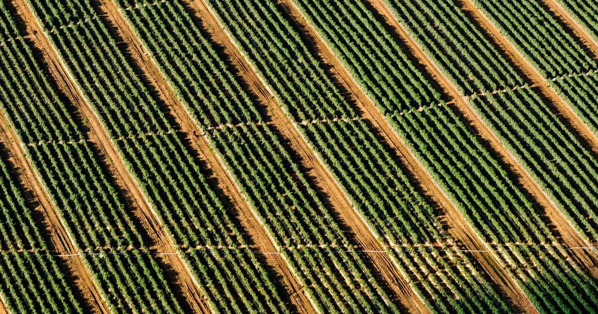 Bitcoin Rally Hinges on Whale Demand as Retail Investors Lead Buying