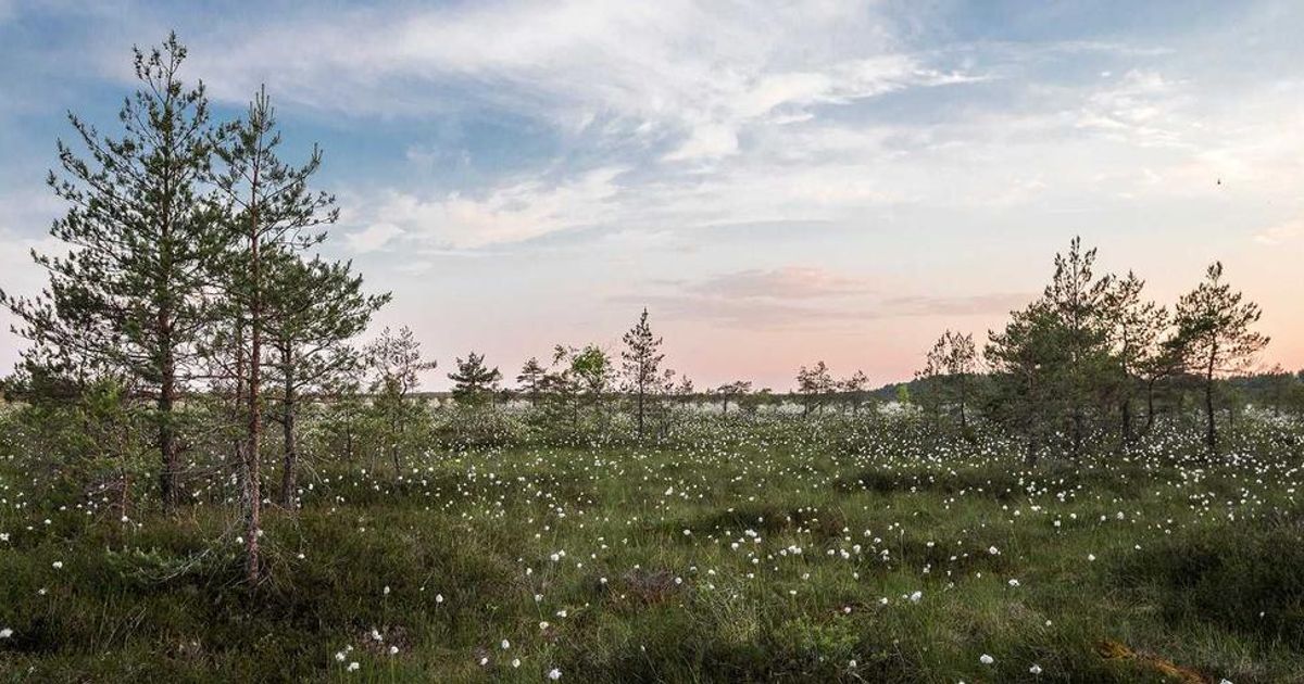 Why Wall Street Remains Bullish on LKQ Corporation (LKQ) in 2024