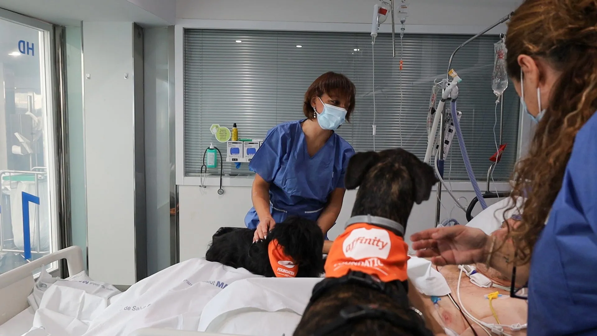 Sesión de trabajo con perros de la Fundación Affinity en el Hospital del mar Sesión de trabajo con perros de la Fundación Affinity en el Hospital del mar