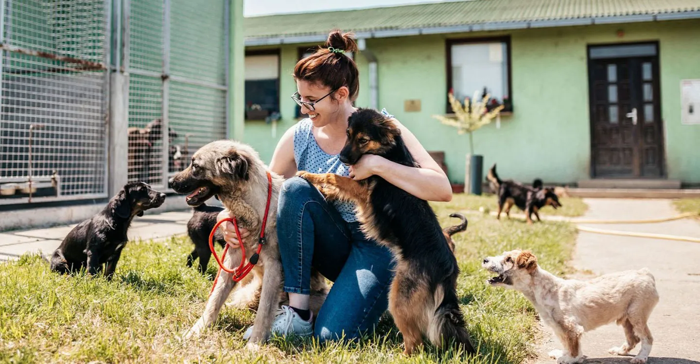 Una mujer rodeada de perros Una mujer rodeada de perros