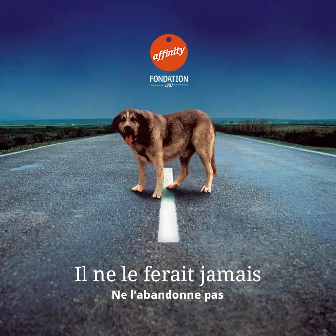 Affiche de la campagne montrant un chien abandonné sur une route sombre