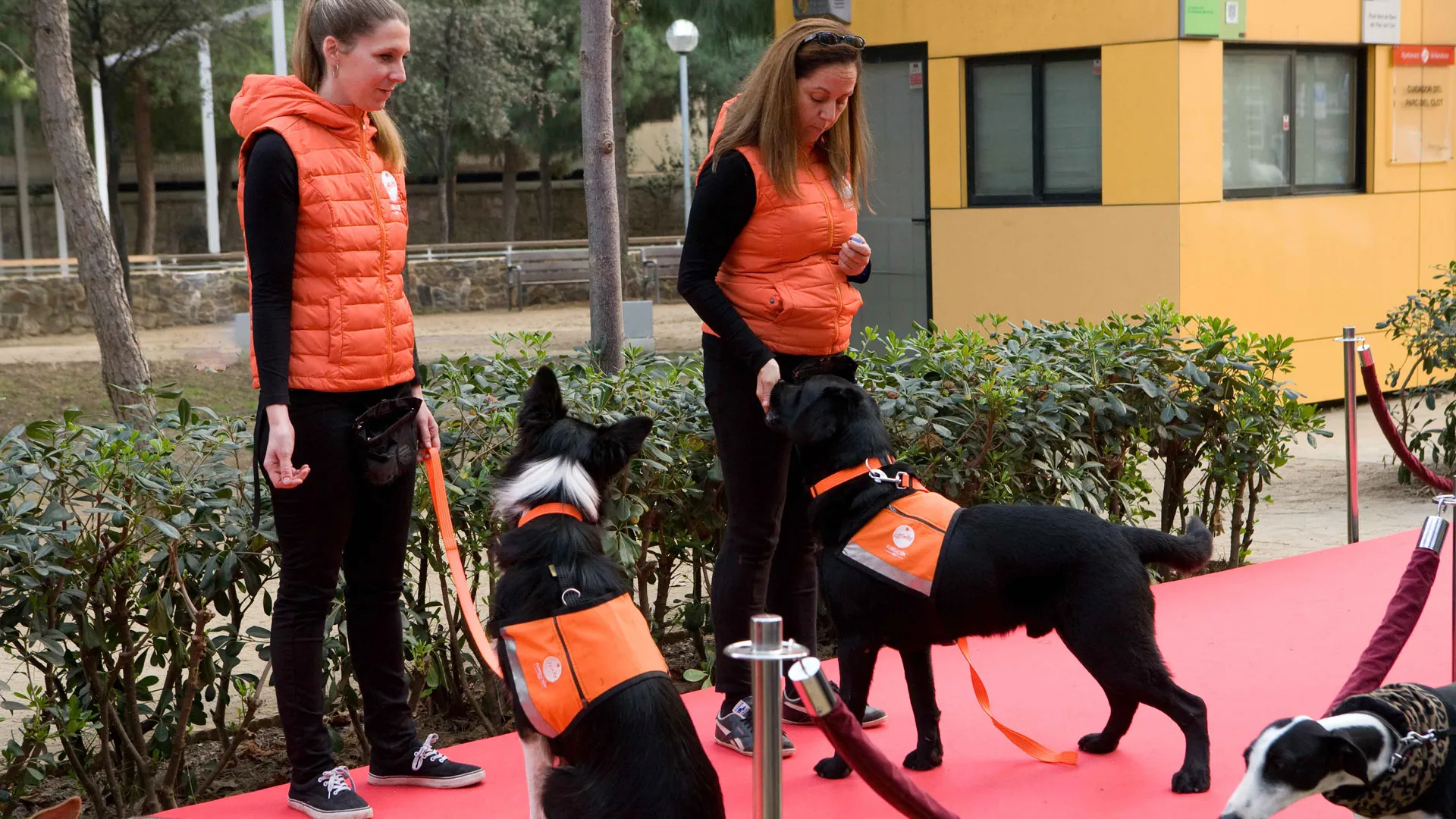 La Importancia de la Evaluación Científica en las Terapias Asistidas con Perros La Importancia de la Evaluación Científica en las Terapias Asistidas con Perros