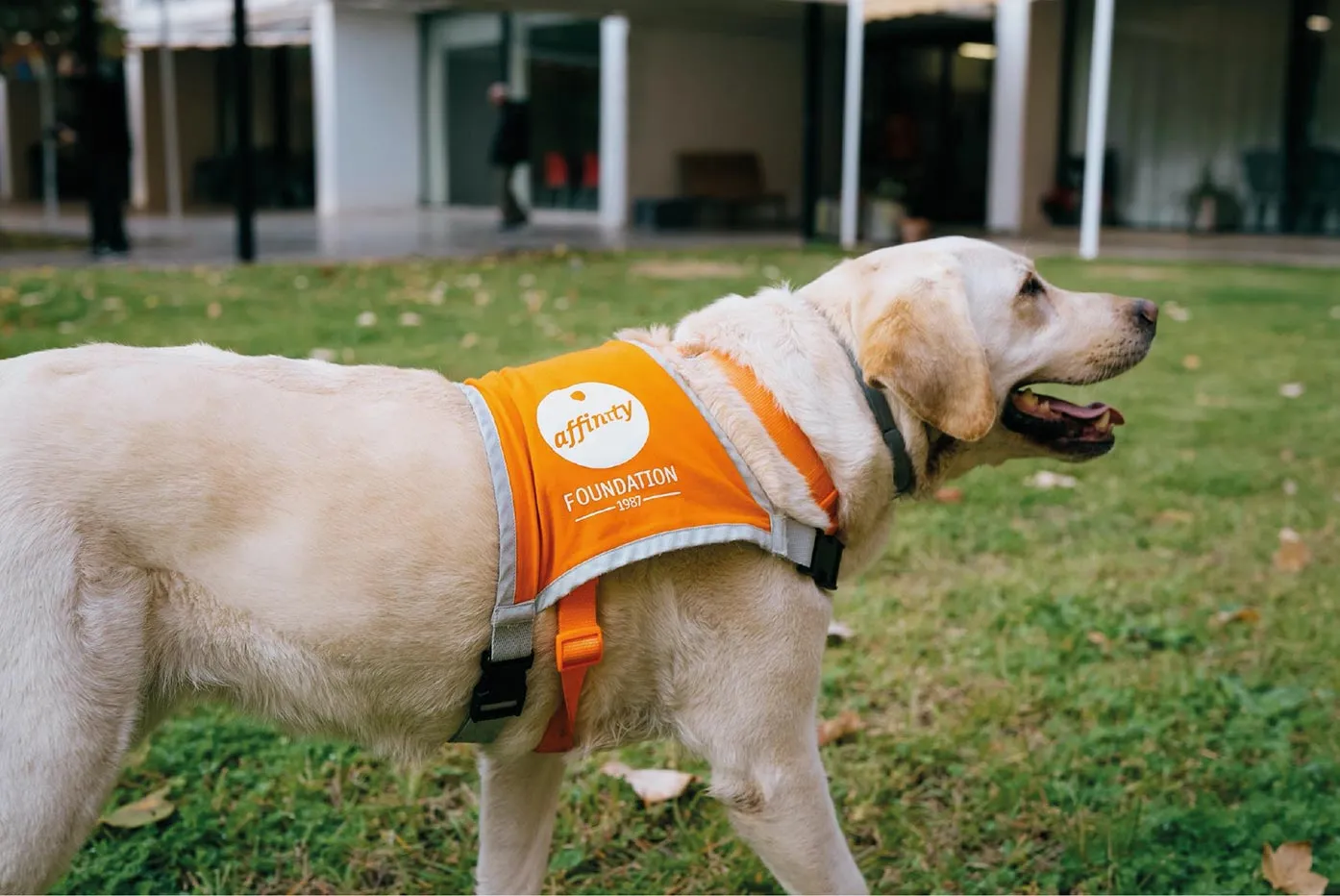 La Importancia de la Evaluación Científica en las Terapias Asistidas con Perros La Importancia de la Evaluación Científica en las Terapias Asistidas con Perros