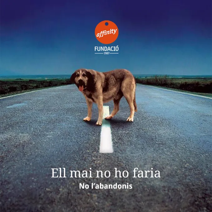 Cartell de la campanya on es veu un gos abandonat en una carretera fosca