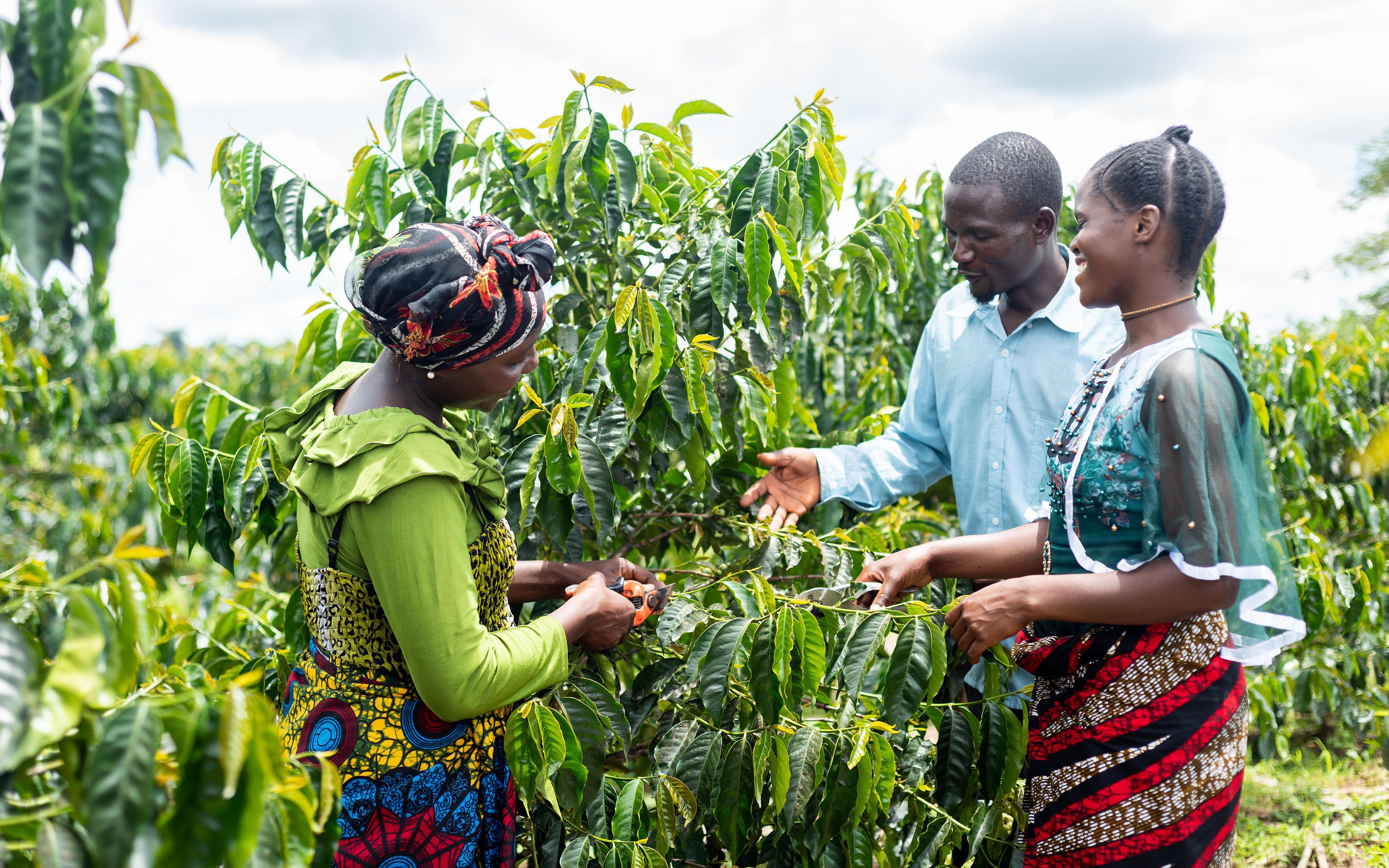 International Coffee Partners Annual Report 2022