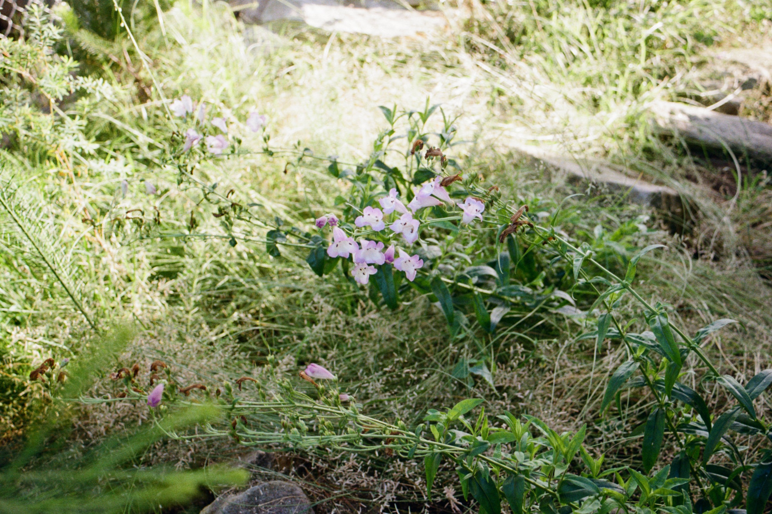 ROCK GARDEN