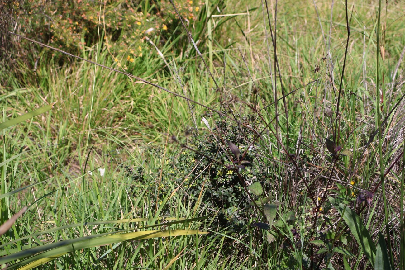 Hibbertia aspera