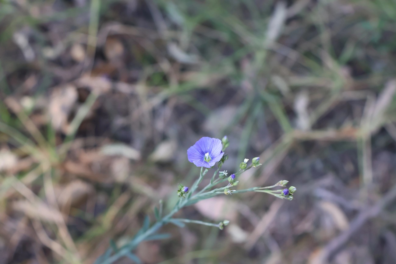 Linum marginale