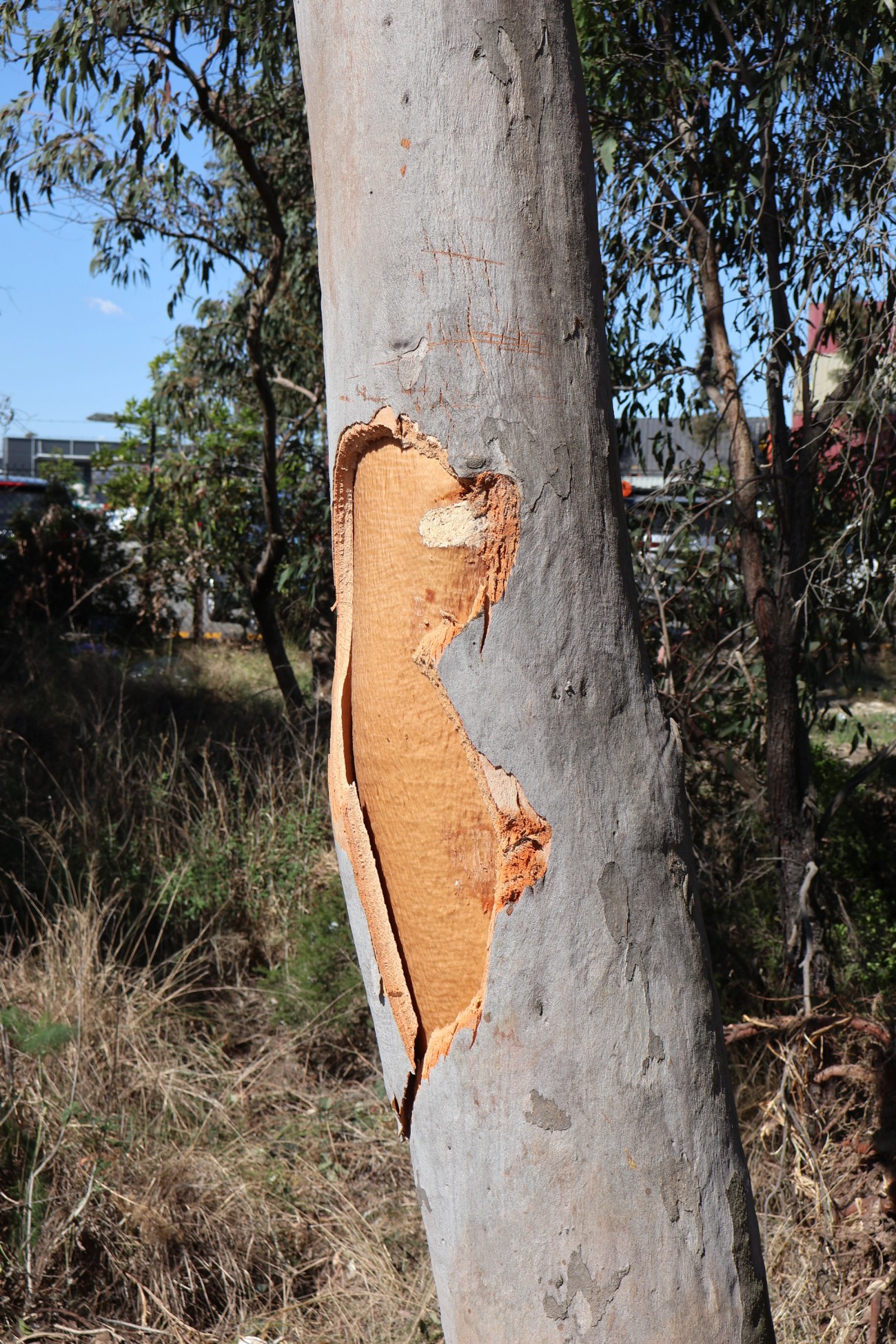 Eucalyptus parramattensis trunk