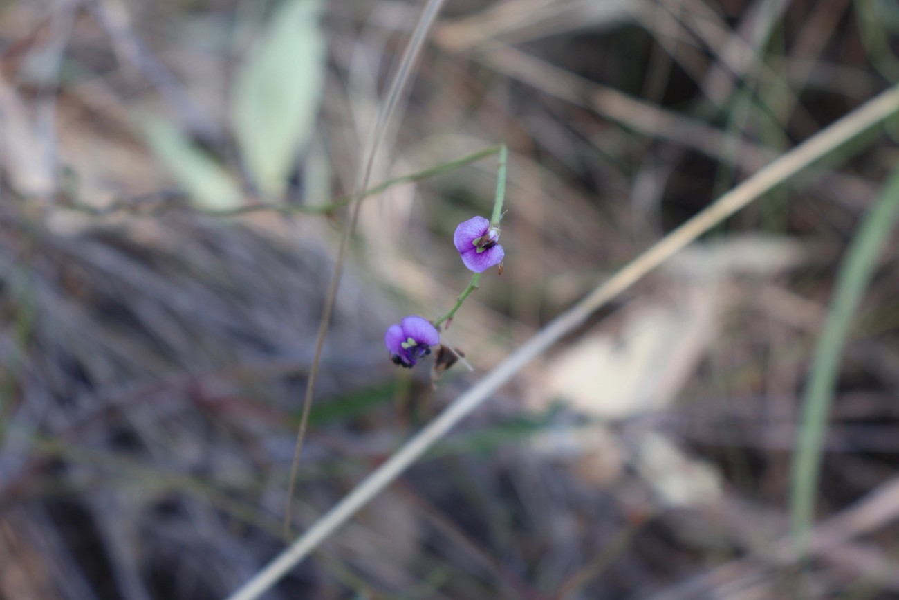Glycine microphylla