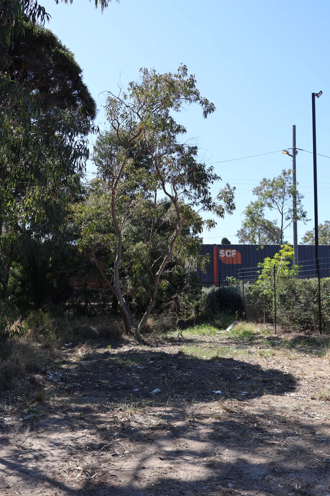 Eucalyptus parramattensis