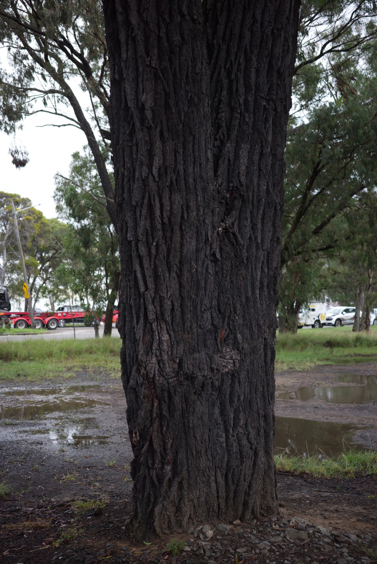 Eucalyptus sideroxylon trunk